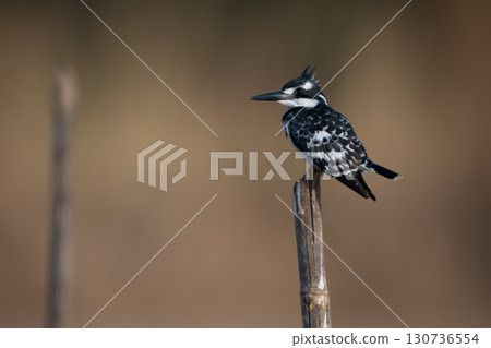Pied kingfisher in profile on bamboo post Pied kingfisher in profile on bamboo post 130736554