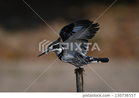 Pied kingfisher raises wings to take off 130736557