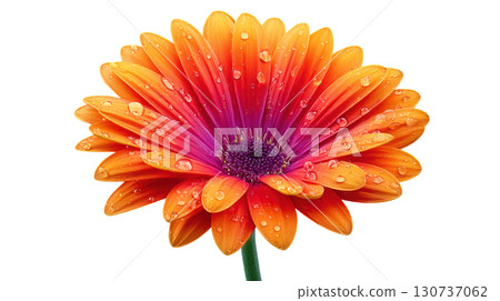 Vibrant Orange and Pink Gerbera Daisy Flower Bloom with Water Droplets on Petals Vibrant Orange and Pink Gerbera Daisy Flower Bloom with Water Droplets on Petals 130737062