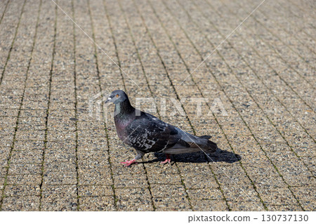 A common pigeon with iridescent neck feathers walks across a textured urban pavement, symbolizing resilience, adaptability, and peaceful coexistence in city life 130737130