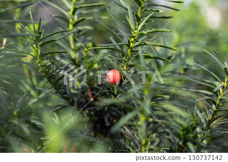 A vibrant red yew berry clearly visible amidst the dense dark green needles of an evergreen tree, highlighting nature's unique autumn palette and botanical diversity A vibrant red yew berry clearly visible amidst the dense dark green needles of an evergreen tree, highlighting nature's unique autumn palette and botanical diversity 130737142