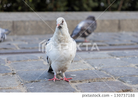 White pigeon stands prominently on a rugged cobblestone pavement, keenly observing its urban environment, representing a common sight in city nature 130737188