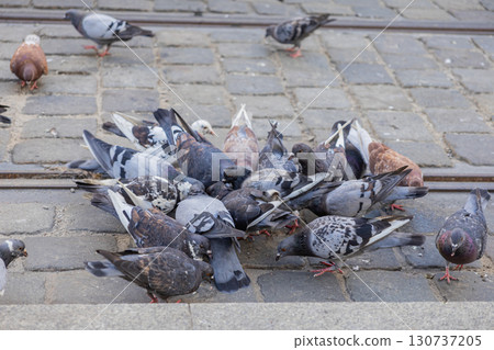 Flock of urban pigeons actively pecking for food on historic cobblestone pavement, depicting common city wildlife in a public street environment Flock of urban pigeons actively pecking for food on historic cobblestone pavement, depicting common city wildlife in a public street environment 130737205