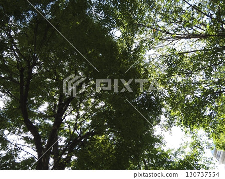 Summer greenery bathed in sunlight: vibrant tree leaves Summer greenery bathed in sunlight: vibrant tree leaves 130737554