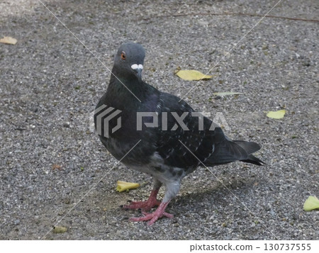A portrait of an urban pigeon tilting its head in a charming manner 130737555