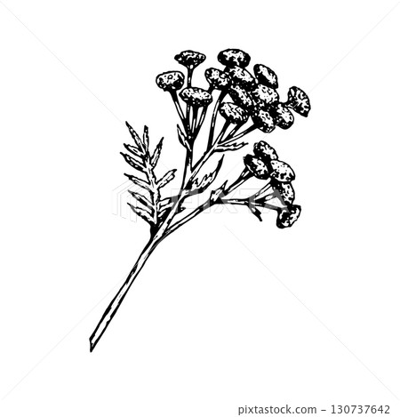 Vector illustration of tansy Tanacetum vulgare branch with flat-topped flower clusters and feathery divided leaves, detailed linework drawing, great for herbal medicine packaging, apothecary prints 130737642