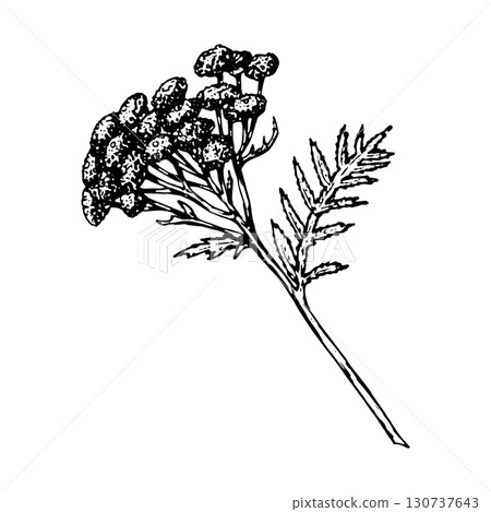 Hand drawn illustration of tansy Tanacetum vulgare with clustered yellow flowers and delicate feathery leaves, ideal for botanical prints, apothecary packaging, herbal medicine labels, eco cosmetics Hand drawn illustration of tansy Tanacetum vulgare with clustered yellow flowers and delicate feathery leaves, ideal for botanical prints, apothecary packaging, herbal medicine labels, eco cosmetics 130737643