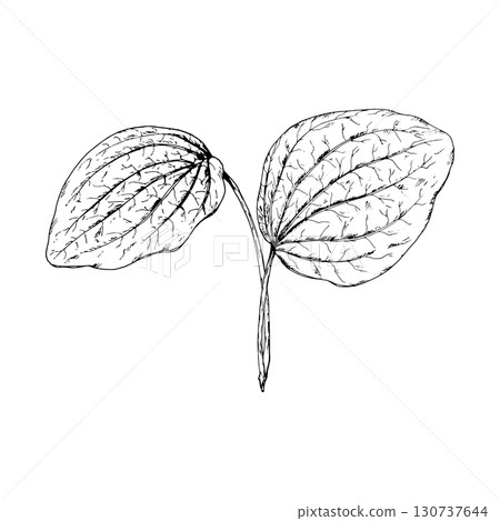 Hand drawn vector illustration of plantain Plantago major leaves with strong ribbed texture, symbol of healing herbs, perfect for medical packaging, herbal teas, natural cosmetics, apothecary designs 130737644