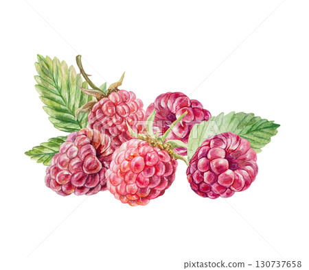 Raspberry watercolor. Hand drawn illustration of beautiful ripe berries and green leaves isolated on white. Botanical clip art for jam, marmalade and drinks label design. 130737658