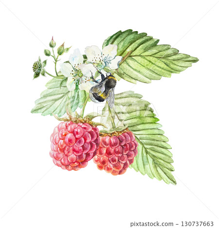 Raspberry watercolor. Hand drawn illustration of a beautiful branch with green leaves, ripe berries, white flowers and a sitting bumblebee. Botanical clip art for jam, marmalade and beverage label. 130737663