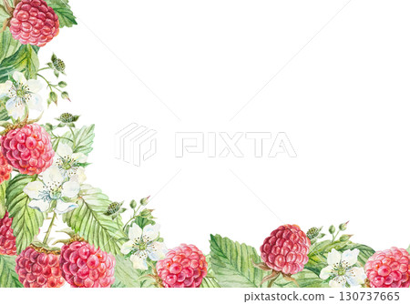 Raspberry frame watercolor. Hand drawn ripe sweet berries, white flowers and lush green leaves. Botanical clip art for jam and drink labels, cosmetic products. 130737665