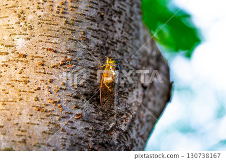 A cicada sits on a tree on hot summer day, closeup shot. Slow motion. Korea 130738167