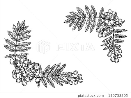 Horizontal frame of monochrome rowan berries bunch with leaves with copy space for text. Hand drawn mountain ash berry vector linear drawing. Autumn harvest border for vitamin drink label 130738205