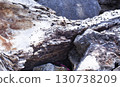 texture of drifted wood on the rocks, beautiful nature wallpaper 130738209