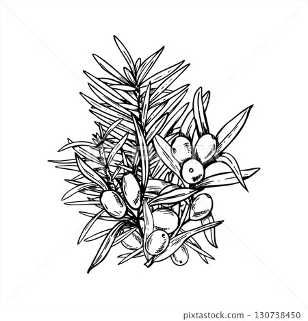 sea buckthorn and spruce branches monochrome vector outline drawing. Christmas pine and wild Baltic berries line ink illustration. Fir twig, seaberry illustration for holiday decoration, winter design 130738450