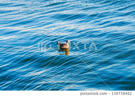 Black-tailed Gull, Seagull, Young Bird, Young Plumage 130738482