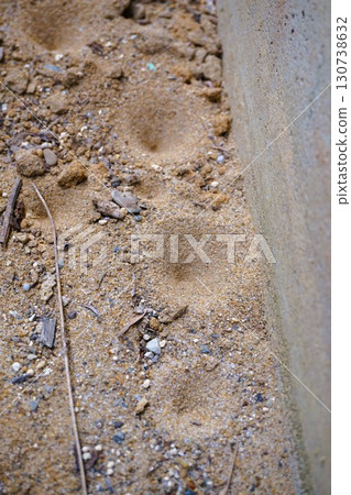 Antlion nest, antlion, antlion, antlion larvae 130738632