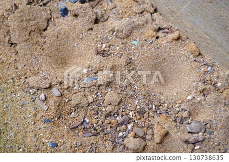 Antlion nest, antlion, antlion, antlion larvae Antlion nest, antlion, antlion, antlion larvae 130738635