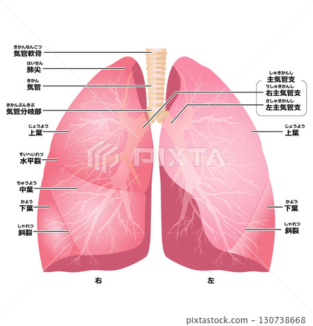 Structure of the lungs 130738668