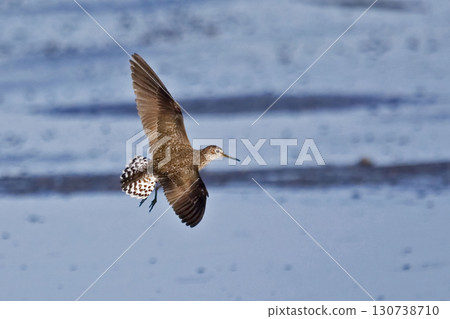 Solitary Sandpiper, Tringa solitaria, in flight Solitary Sandpiper, Tringa solitaria, in flight 130738710