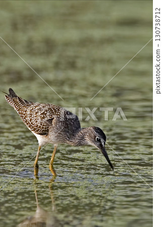 Lesser Yellowlegs, Tringa flavipes, feeding in marsh Lesser Yellowlegs, Tringa flavipes, feeding in marsh 130738712