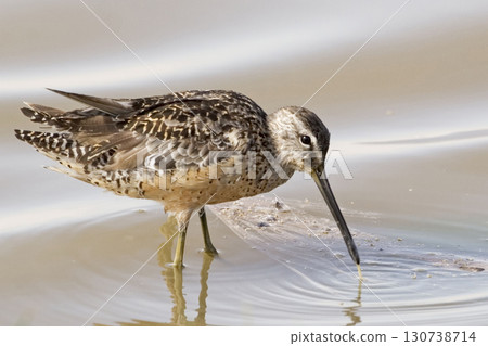 Long-billed Dowitcher, Limnodromus scolopaceus, feeding in water 130738714