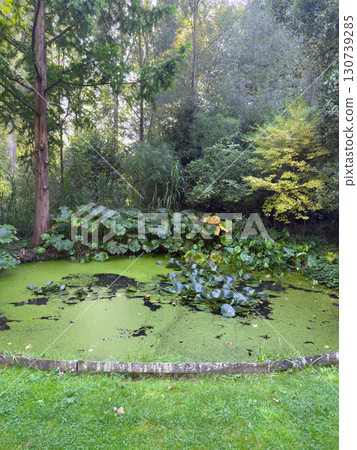 Enlgish green garden with water pound and multpiple type of trees and plants Enlgish green garden with water pound and multpiple type of trees and plants 130739285