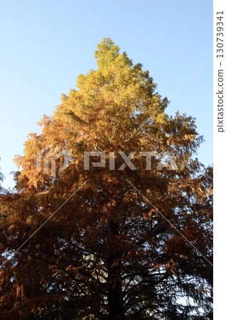 水杉在秋天 水杉在秋天 130739341