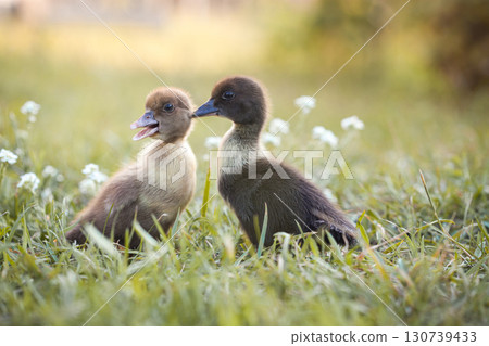little ducklings in green grass in the rays of the setting sun little ducklings in green grass in the rays of the setting sun 130739433
