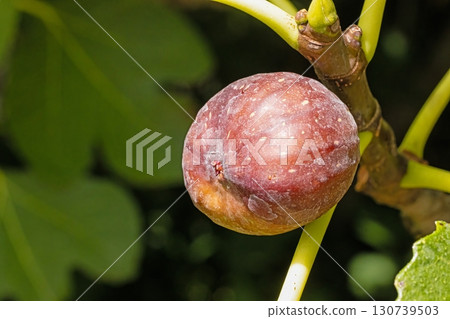 Ripe fig fruit on branch closeup Ripe fig fruit on branch closeup 130739503