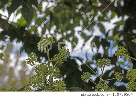 Ivy flower buds with blurred leaves background 130739504
