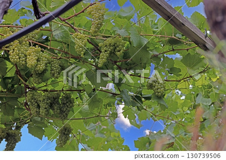 Green grapes on vine under blue sky Green grapes on vine under blue sky 130739506