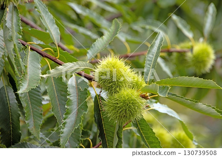 Chestnut branch with green spiky burrs Chestnut branch with green spiky burrs 130739508