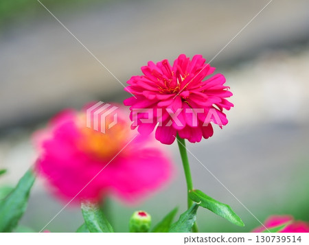 Zinnia blooming in the garden Zinnia blooming in the garden 130739514