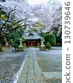 Shrine and cherry blossom scenery 130739646