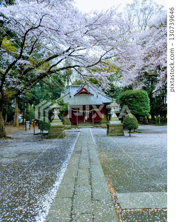Shrine and cherry blossom scenery Shrine and cherry blossom scenery 130739646