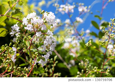 Light pink crape myrtle flowers Light pink crape myrtle flowers 130739706