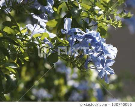 The vibrant blue flowers of Plumbago sparkle in the sunlight. 130740096