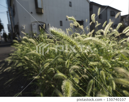 Green foxtail grass shining in the morning sun: nature found in a corner of the city Green foxtail grass shining in the morning sun: nature found in a corner of the city 130740107