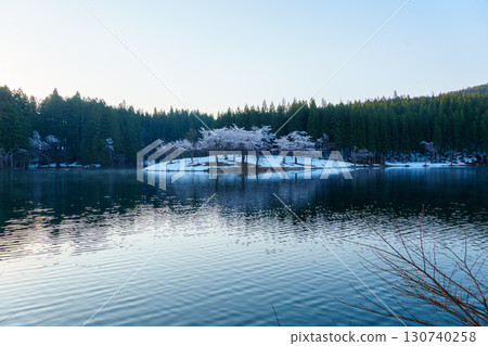 250426 Cherry blossoms in Nakano, Tsunan Town 250426 Cherry blossoms in Nakano, Tsunan Town 130740258