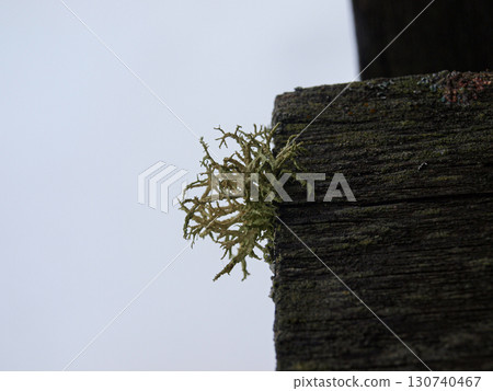 Fluffy lichen on the edge of the roof. Lonely survival in difficult conditions. 130740467