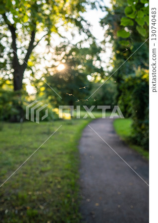 Swarm of gnats in park at sunset, blurred pathway on background. Invasion of the mosquitoes Swarm of gnats in park at sunset, blurred pathway on background. Invasion of the mosquitoes 130740483