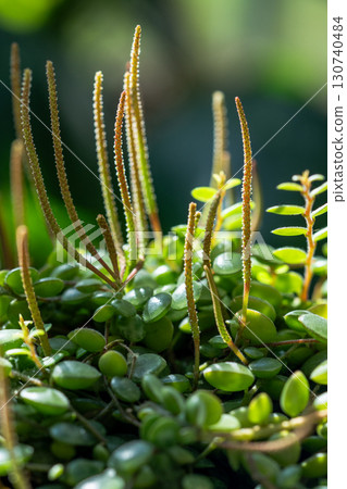 Closeup of blooming Peperomia Prostrata string of turtles houseplant in clay pot at home Closeup of blooming Peperomia Prostrata string of turtles houseplant in clay pot at home 130740484