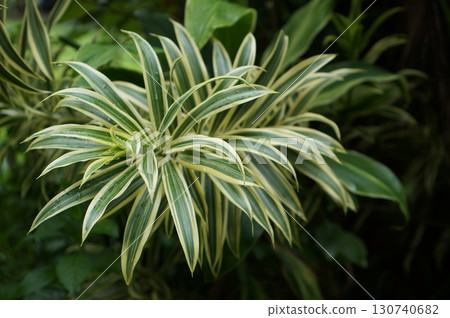 Close-up view of vibrant plant with green and yellow leaves in nature Close-up view of vibrant plant with green and yellow leaves in nature 130740682