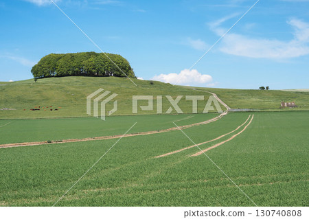 Approaching Morgans Hill looking up to Furze Knoll, Wiltshire Approaching Morgans Hill looking up to Furze Knoll, Wiltshire 130740808