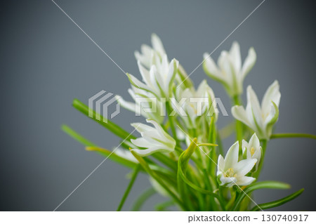 Bunch of spring snowdrops on a gray background 130740917