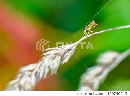 Wild Bee Resting on Grass Stem in Nature 130740945