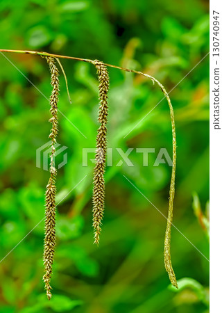 Close-Up of Three Young Wheat Stalks in Nature Close-Up of Three Young Wheat Stalks in Nature 130740947