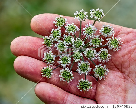 Carrot Flower in Open Palm Carrot Flower in Open Palm 130740953