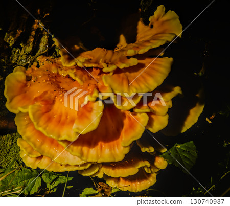 Chicken of the Woods Mushroom Chicken of the Woods Mushroom 130740987